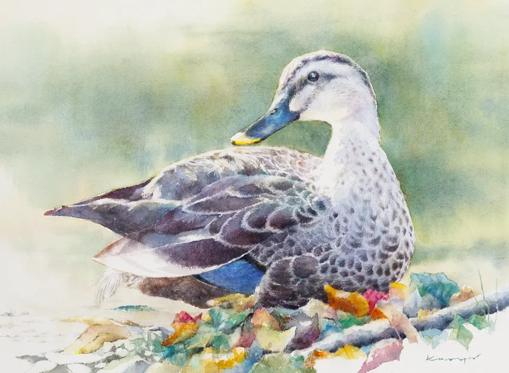 秋の早暁、小川の浅瀬で陽光を浴びる鴨と静かな時間を透明水彩で描いた作品