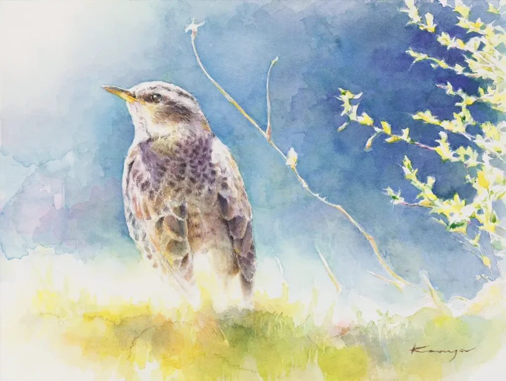 冬の日向の草むらで立ち止まり、空を見つめるツグミを透明水彩で描いた作品