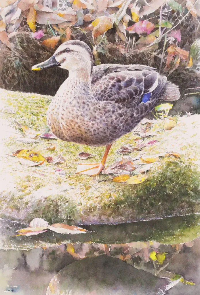 秋の静かな小川で、岩の上でひと休みする鴨と枯葉を透明水彩で描いた作品